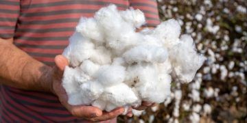 Brasil projeta safra de 3,9 milhões de toneladas de algodão em pluma