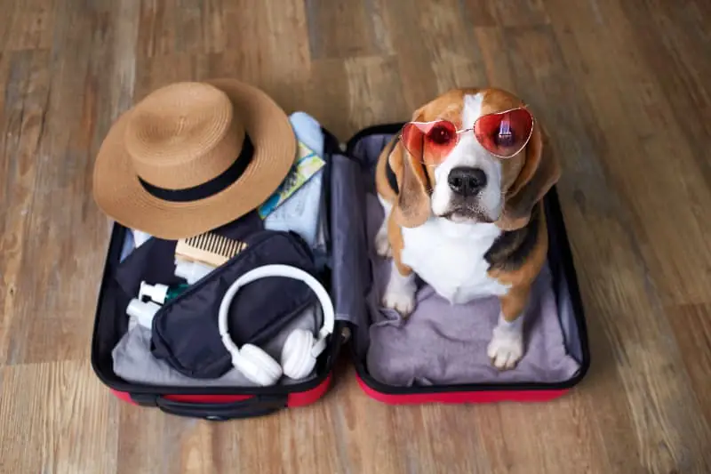 CVI para pets
