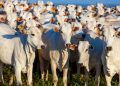 China reconhece Brasil livre de febre aftosa e amplia mercado para carnes 4 China reconhece Brasil livre de febre aftosa e amplia mercado para carnes