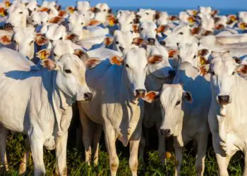 China reconhece Brasil livre de febre aftosa e amplia mercado para carnes