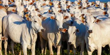 China reconhece Brasil livre de febre aftosa e amplia mercado para carnes