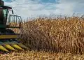 Colheita do milho em Mato Grosso supera ritmo da safra passada e avança para 11,3% 4 Colheita do milho em Mato Grosso supera ritmo da safra passada e avança para 11,3%