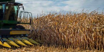 Colheita do milho em Mato Grosso supera ritmo da safra passada e avança para 11,3%