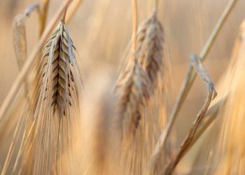 Condições climáticas favorecem desenvolvimento do trigo e do milho segunda safra