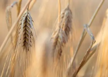 Condições climáticas favorecem desenvolvimento do trigo e do milho segunda safra 5 Condições climáticas favorecem desenvolvimento do trigo e do milho segunda safra