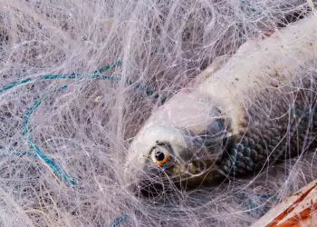 Cota da tainha atinge 81% e se aproxima do limite de encerramento da pesca