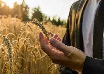 Crédito rural para agricultura empresarial soma R$ 433 bilhões na safra 2025/2026