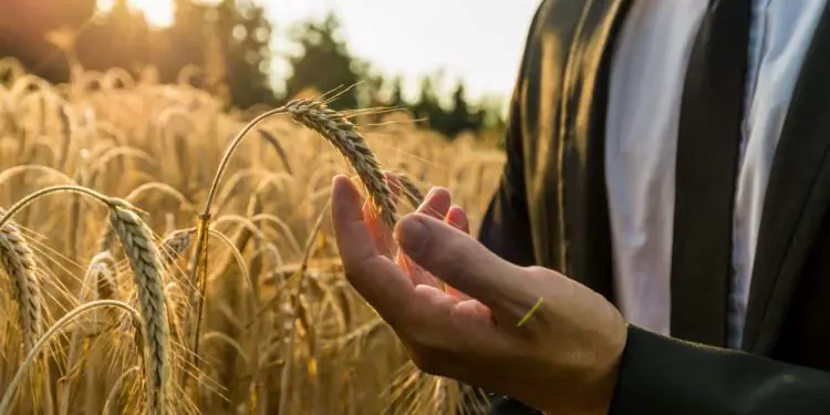 Crédito rural para agricultura empresarial soma R$ 433 bilhões na safra 2025/2026 1 Crédito rural para agricultura empresarial soma R$ 433 bilhões na safra 2025/2026