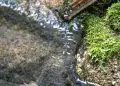 Estudo revela contaminação em toda a extensão do rio Tietê 3 Estudo revela contaminação em toda a extensão do rio Tietê