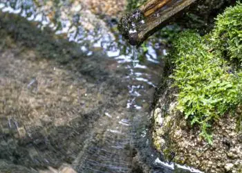 Estudo revela contaminação em toda a extensão do rio Tietê 6 Estudo revela contaminação em toda a extensão do rio Tietê