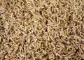 Estudo revela ganhos nutricionais do arroz germinado e novas aplicações na indústria 3 Estudo revela ganhos nutricionais do arroz germinado e novas aplicações na indústria