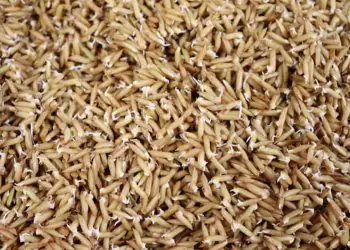 Estudo revela ganhos nutricionais do arroz germinado e novas aplicações na indústria