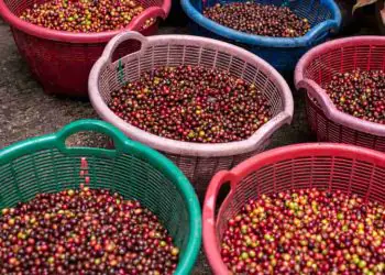 Exportações de café sobem 3,6% em maio e superam 3 milhões de sacas