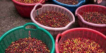 Exportações de café sobem 3,6% em maio e superam 3 milhões de sacas