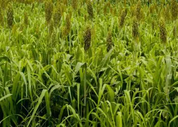 Goiás amplia produção de sorgo e mantém liderança nacional na safra 2025/26