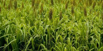 Goiás amplia produção de sorgo e mantém liderança nacional na safra 2025/26