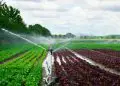 Governo muda regras da energia para irrigação e aquicultura 2 Governo muda regras da energia para irrigação e aquicultura