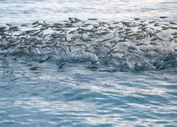 Governo suspende pesca de tainha após atingir limite da cota da temporada 7 Governo suspende pesca de tainha após atingir limite da cota da temporada