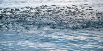 Governo suspende pesca de tainha após atingir limite da cota da temporada