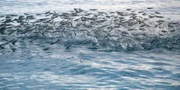 Governo suspende pesca de tainha após atingir limite da cota da temporada