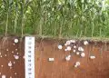 Nova ferramenta desenvolvida no Brasil amplia precisão na medição de carbono no campo 2 Nova ferramenta desenvolvida no Brasil amplia precisão na medição de carbono no campo