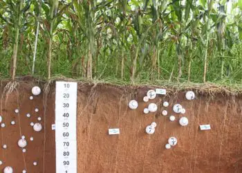 Nova ferramenta desenvolvida no Brasil amplia precisão na medição de carbono no campo