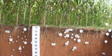 Nova ferramenta desenvolvida no Brasil amplia precisão na medição de carbono no campo