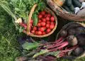 Novos descontos do PGPAF beneficiam produtores da agricultura familiar 3 Novos descontos do PGPAF beneficiam produtores da agricultura familiar