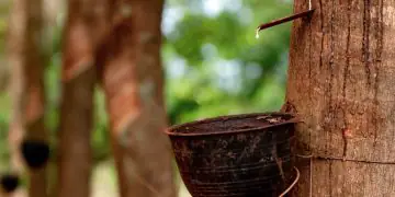 Preço da borracha natural importada sobe quase 10% em maio com alta internacional