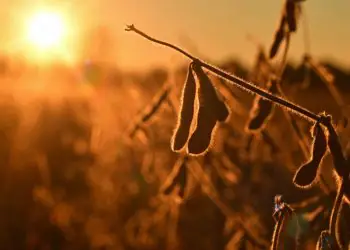 Produção da soja em Mato Grosso deve enfrentar alta de custos na safra 2026/27