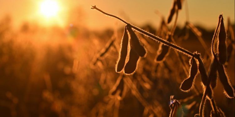 Produção da soja em Mato Grosso deve enfrentar alta de custos na safra 2026/27 1 Produção da soja em Mato Grosso deve enfrentar alta de custos na safra 2026/27