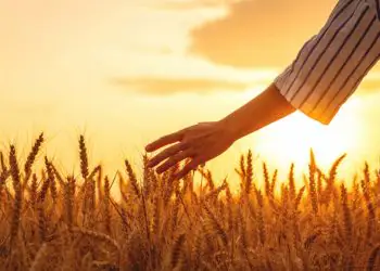 Valor Bruto da Produção Agropecuária alcança R$ 1,4 trilhão em maio