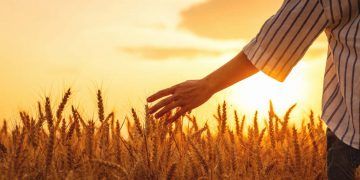 Valor Bruto da Produção Agropecuária alcança R$ 1,4 trilhão em maio