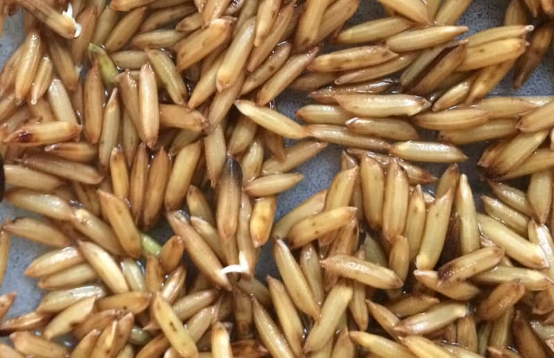 Arroz germinado
