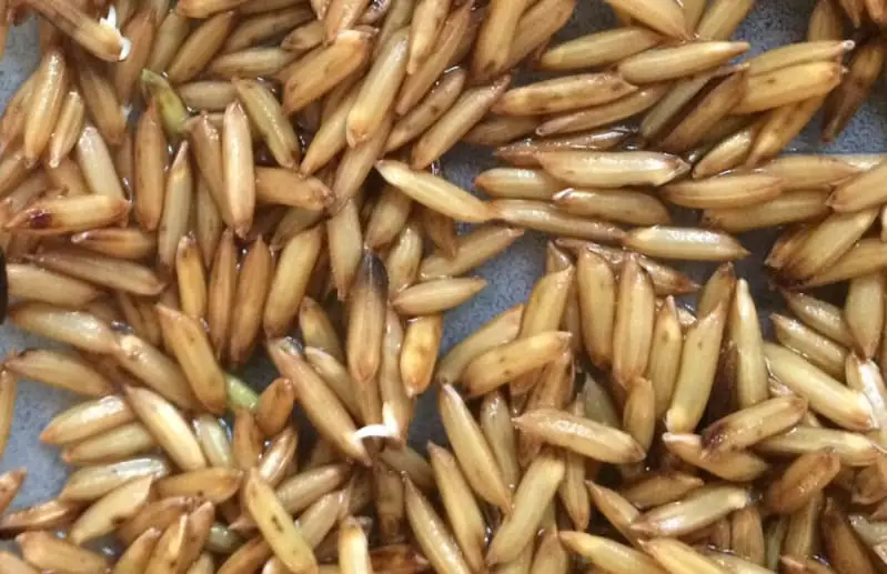 Arroz germinado