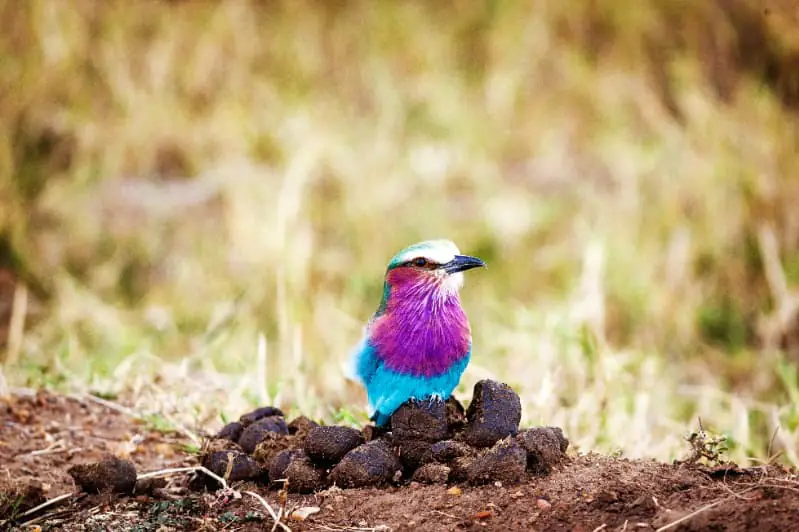 Brasil atualiza lista de espécies da fauna ameaçadas de extinção 3 Aves