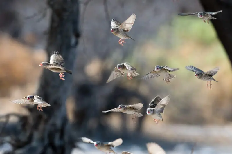 Brasil atualiza lista de espécies da fauna ameaçadas de extinção 2 Extinção de aves