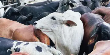 Produtores rurais podem ter R$ 400 milhões em dívidas de ICMS anuladas em Goiás