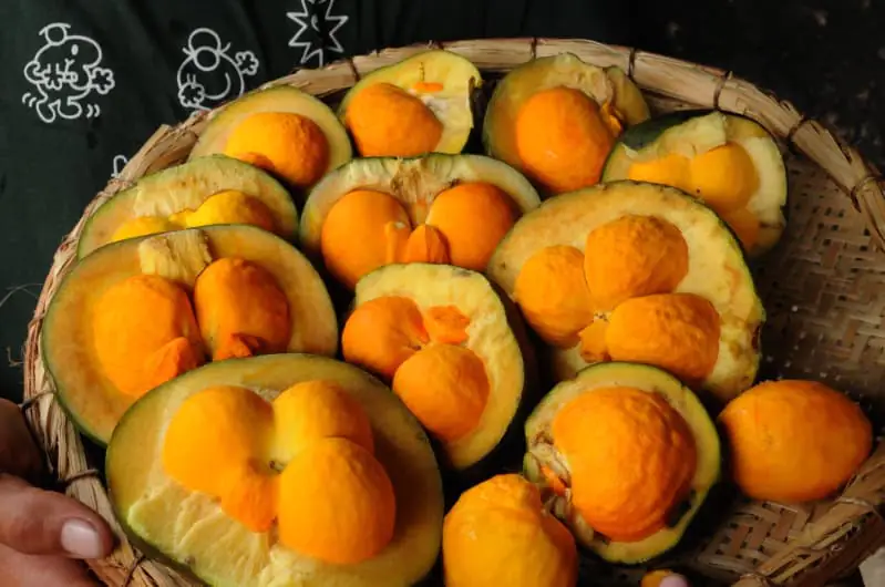 Gastronomia típica