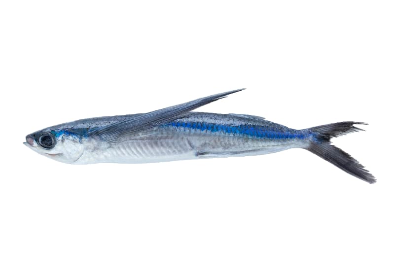 Peixe voador
