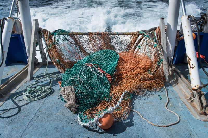 Pesca da tainha