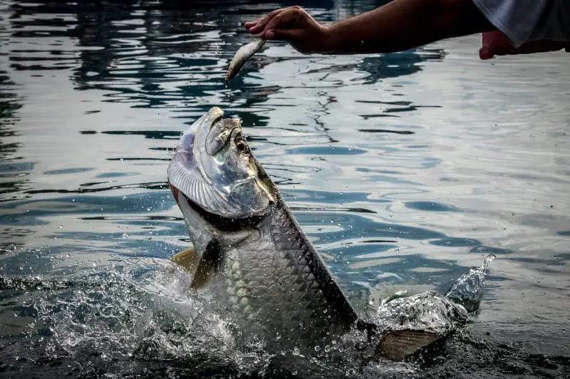 Pesca da tainha