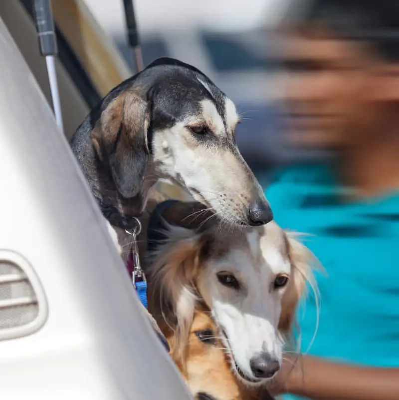 Pets