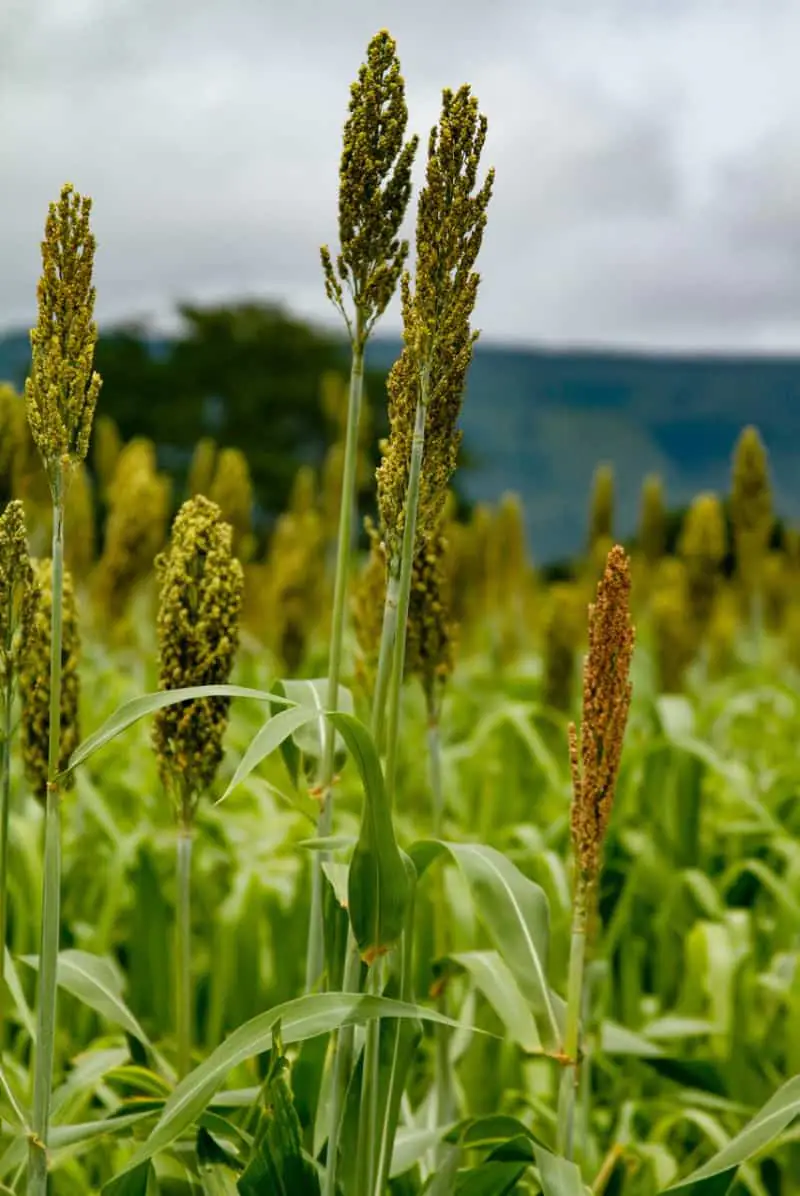 Produção de sorgo