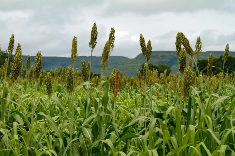 Sorgo