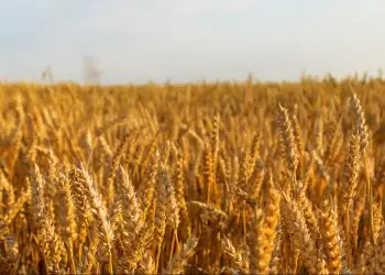 Acompanhamento das lavouras mostra bom desempenho do trigo e avanço da colheita do feijão