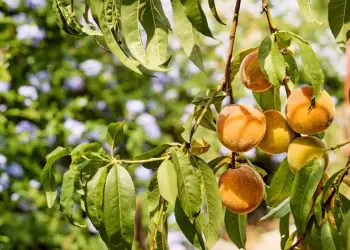 Agronegócio pernambucano bate recorde de exportações com avanço da fruticultura