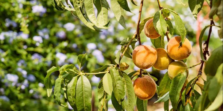 Agronegócio pernambucano bate recorde de exportações com avanço da fruticultura 1 Agronegócio pernambucano bate recorde de exportações com avanço da fruticultura