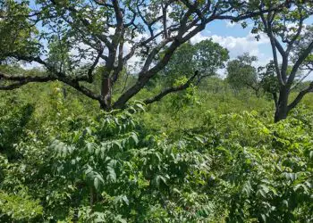 Brasil cria sistema unificado para monitorar recuperação da vegetação nativa