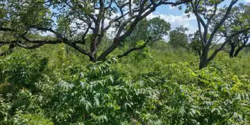 Brasil cria sistema unificado para monitorar recuperação da vegetação nativa